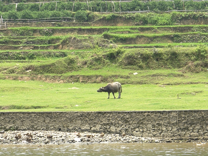 Li River33.JPG